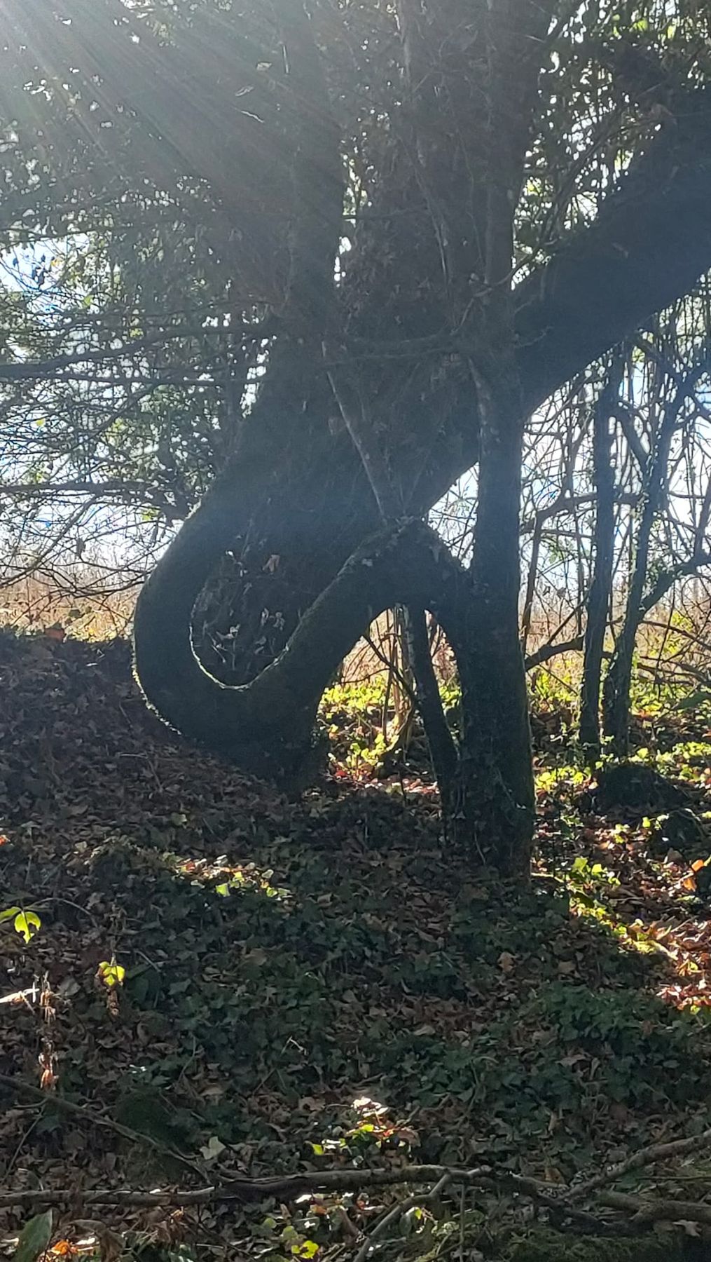 Arbre au tronc en boucle dans un sous-bois breton