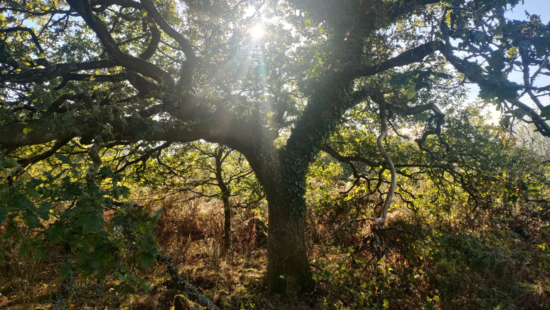 Chêne au soleil